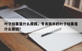 叶子枯萎是什么原因，冬青新长的叶子枯萎是什么原因？