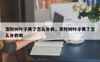 发财树叶子黄了怎么补救，发财树叶子黄了怎么补救呢