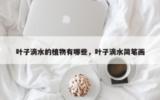 叶子滴水的植物有哪些，叶子滴水简笔画