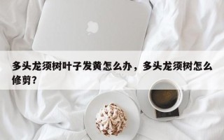 多头龙须树叶子发黄怎么办，多头龙须树怎么修剪？