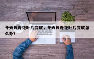 冬天长寿花叶片变软，冬天长寿花叶片变软怎么办？