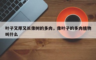 叶子又厚又长像树的多肉，像叶子的多肉植物叫什么