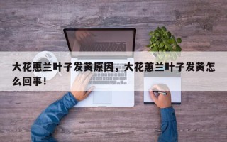 大花惠兰叶子发黄原因，大花蕙兰叶子发黄怎么回事！