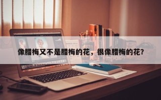 像腊梅又不是腊梅的花，很像腊梅的花？