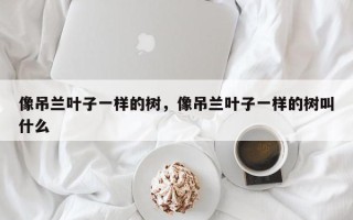 像吊兰叶子一样的树，像吊兰叶子一样的树叫什么