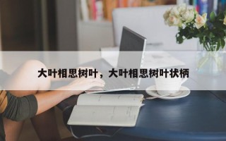 大叶相思树叶，大叶相思树叶状柄