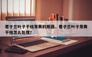 君子兰叶子干枯发黄的原因，君子兰叶子发黄干枯怎么处理？