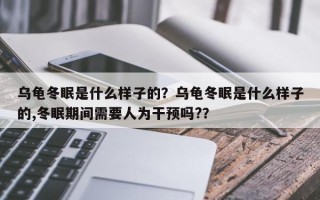 乌龟冬眠是什么样子的？乌龟冬眠是什么样子的,冬眠期间需要人为干预吗?？