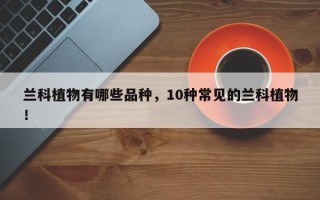 兰科植物有哪些品种，10种常见的兰科植物！