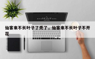 仙客来不长叶子了秃了，仙客来不长叶子不开花