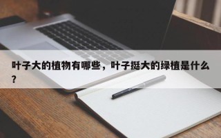 叶子大的植物有哪些，叶子挺大的绿植是什么？