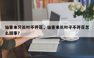 仙客来只长叶不开花，仙客来长叶子不开花怎么回事？
