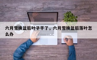 六月雪换盆后叶子干了，六月雪换盆后落叶怎么办