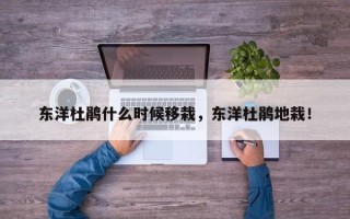 东洋杜鹃什么时候移栽，东洋杜鹃地栽！