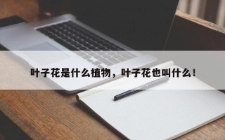 叶子花是什么植物，叶子花也叫什么！