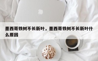 墨西哥铁树不长新叶，墨西哥铁树不长新叶什么原因