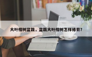 大叶榕树盆栽，盆栽大叶榕树怎样修剪？
