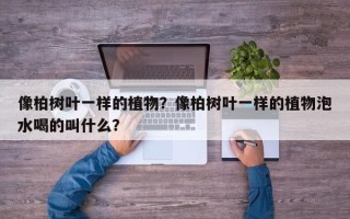 像柏树叶一样的植物？像柏树叶一样的植物泡水喝的叫什么？
