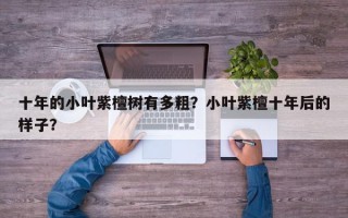 十年的小叶紫檀树有多粗？小叶紫檀十年后的样子？