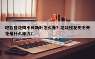 地栽桂花树不长新叶怎么办？地栽桂花树不开花是什么原因？