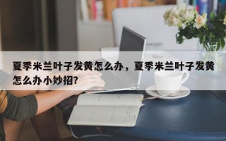夏季米兰叶子发黄怎么办，夏季米兰叶子发黄怎么办小妙招？