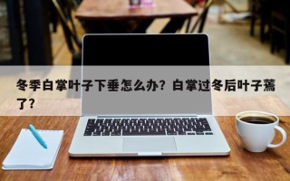 冬季白掌叶子下垂怎么办？白掌过冬后叶子蔫了？