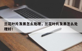 兰花叶片发黑怎么处理，兰花叶片发黑怎么处理好！