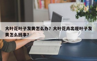 大叶花叶子发黄怎么办？大叶花卉出现叶子发黄怎么回事？