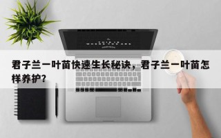 君子兰一叶苗快速生长秘诀，君子兰一叶苗怎样养护？