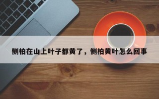 侧柏在山上叶子都黄了，侧柏黄叶怎么回事