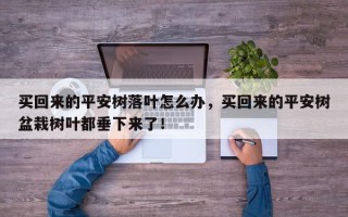 买回来的平安树落叶怎么办，买回来的平安树盆栽树叶都垂下来了！