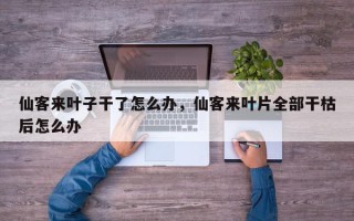 仙客来叶子干了怎么办，仙客来叶片全部干枯后怎么办