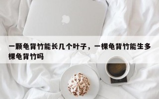 一颗龟背竹能长几个叶子，一棵龟背竹能生多棵龟背竹吗