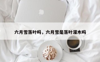 六月雪落叶吗，六月雪是落叶灌木吗