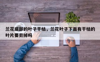 兰花底部的叶子干枯，兰花叶子下面有干枯的叶片要剪掉吗