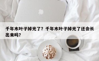 千年木叶子掉光了？千年木叶子掉光了还会长出来吗？
