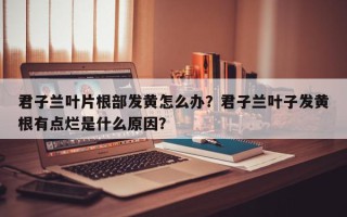 君子兰叶片根部发黄怎么办？君子兰叶子发黄根有点烂是什么原因？