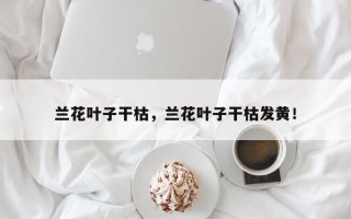 兰花叶子干枯，兰花叶子干枯发黄！