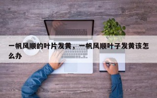 一帆风顺的叶片发黄，一帆风顺叶子发黄该怎么办