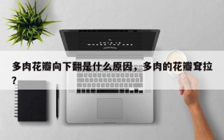 多肉花瓣向下翻是什么原因，多肉的花瓣耷拉？