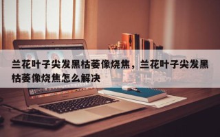 兰花叶子尖发黑枯萎像烧焦，兰花叶子尖发黑枯萎像烧焦怎么解决