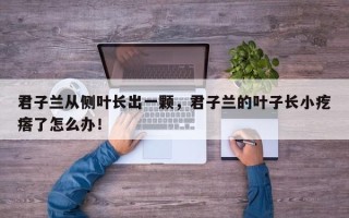 君子兰从侧叶长出一颗，君子兰的叶子长小疙瘩了怎么办！