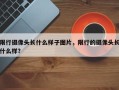限行摄像头长什么样子图片，限行的摄像头长什么样？