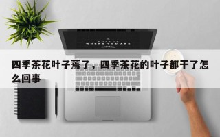 四季茶花叶子蔫了，四季茶花的叶子都干了怎么回事