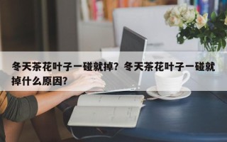 冬天茶花叶子一碰就掉？冬天茶花叶子一碰就掉什么原因？