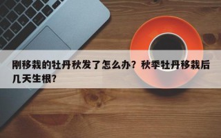 刚移栽的牡丹秋发了怎么办？秋季牡丹移栽后几天生根？