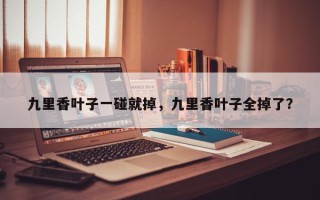 九里香叶子一碰就掉，九里香叶子全掉了？
