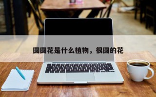 圆圆花是什么植物，很圆的花