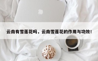 云南有雪莲花吗，云南雪莲花的作用与功效！