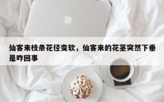 仙客来枝条花径变软，仙客来的花茎突然下垂是咋回事